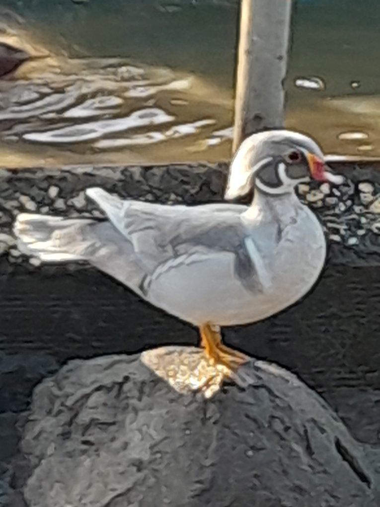 Patos mandarins ,faisões
