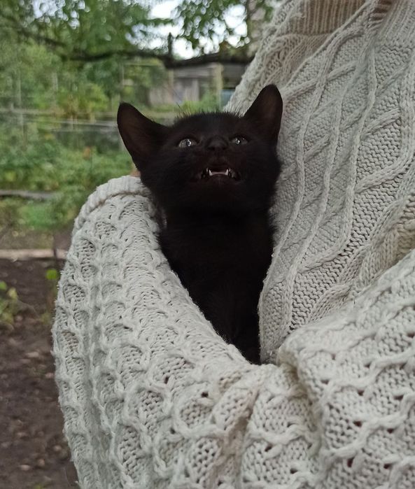 Котята отдам котенок мальчик