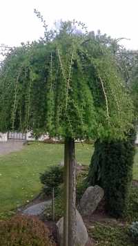 Modrzew płaczący Pendula szczepiony NA PNIU wys. 220 cm duży, piękny