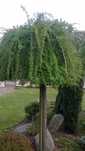 Modrzew płaczący Pendula szczepiony NA PNIU wys. 220 cm duży, piękny
