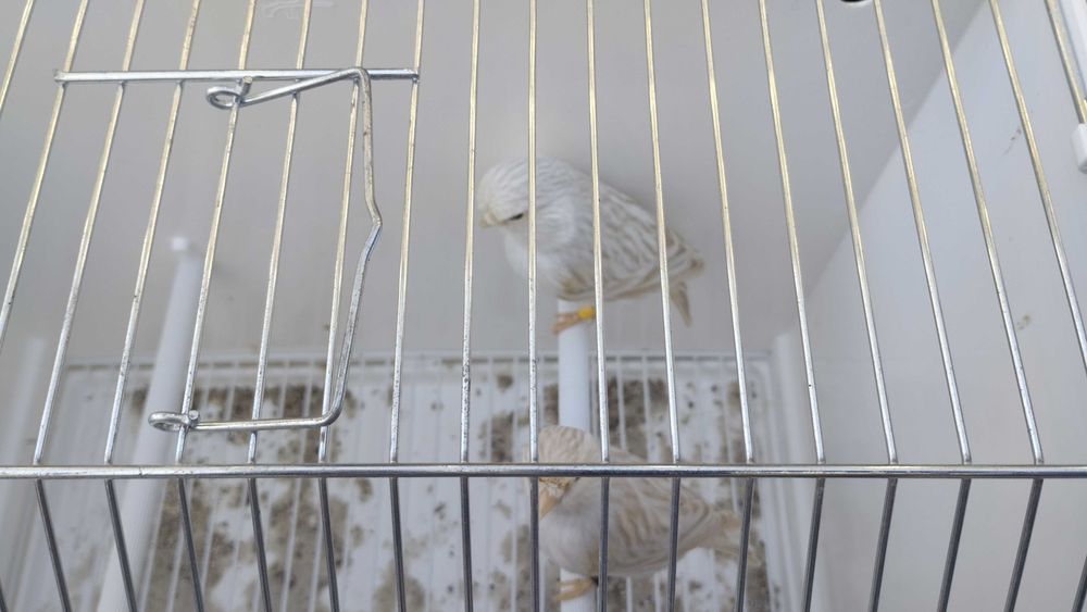 Canários satine amarelo mosaico