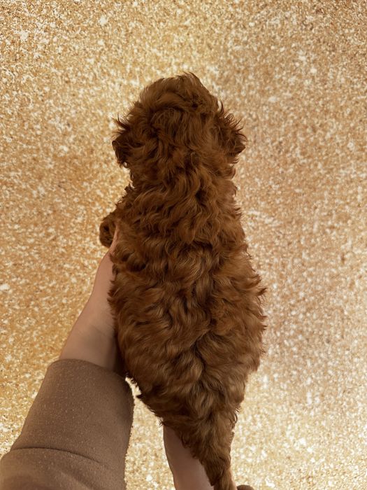 Дуже гарна Тоїчка пуделішка