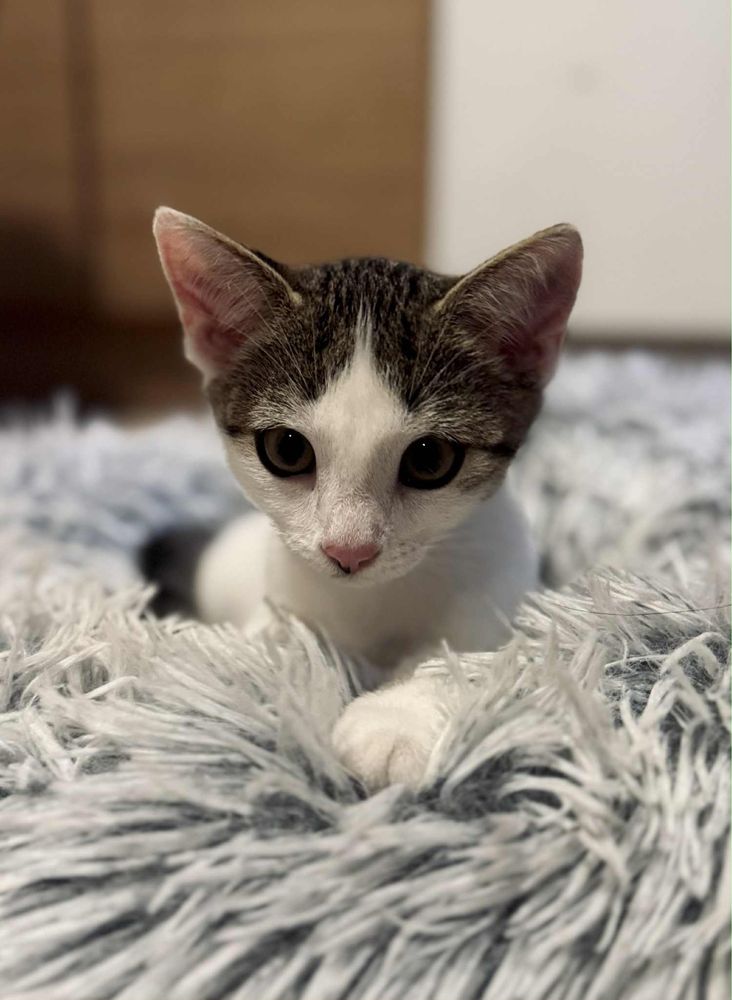 Mała ślicznotka do adopcji