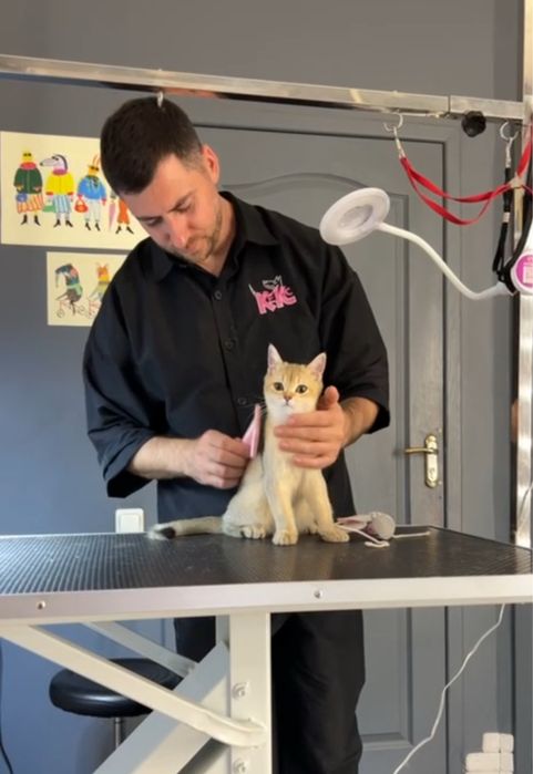 Експрес-линька котів | Без стресу та сидативних | Грумінг Кекс