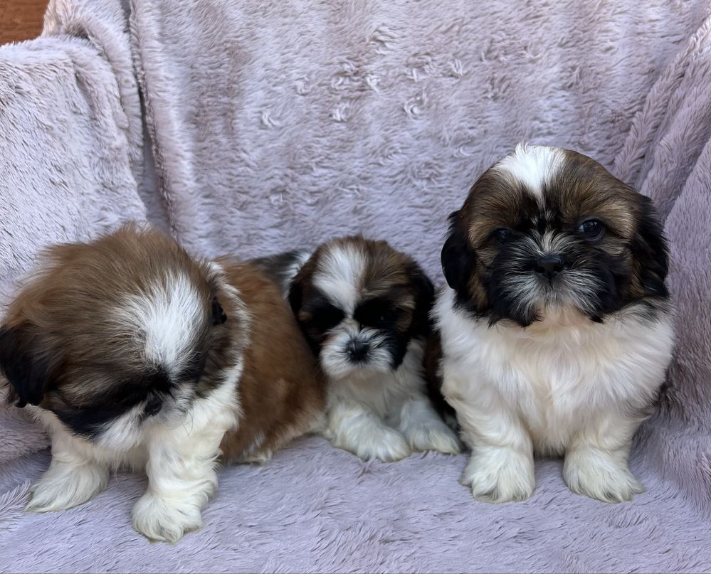 Suczka SHIH TZU Żyrardów