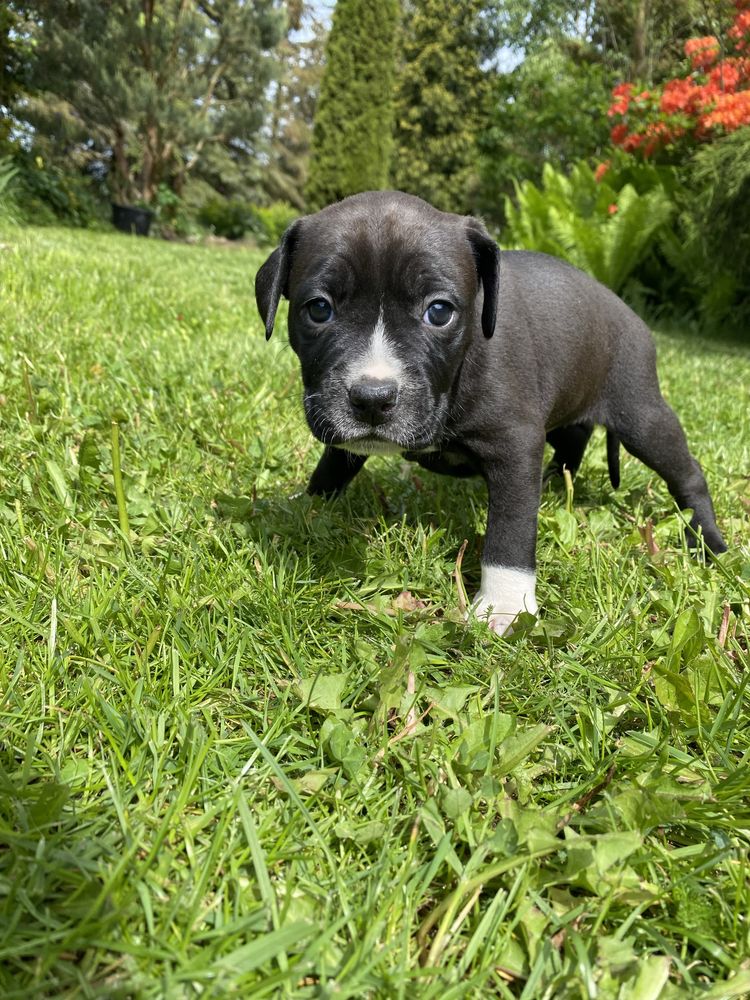 Szczeniak American Staffordshire Terrier