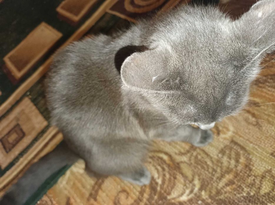 Кузя гарненький милий