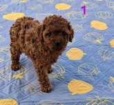 Cavapoo F1B -Suczka