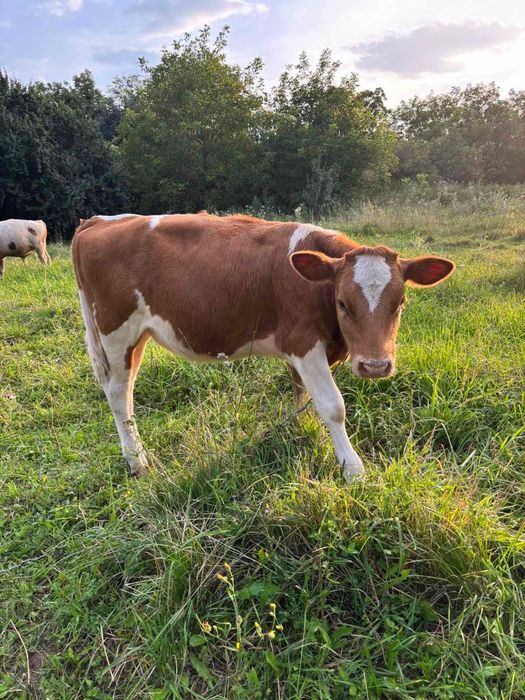 Продається телиця