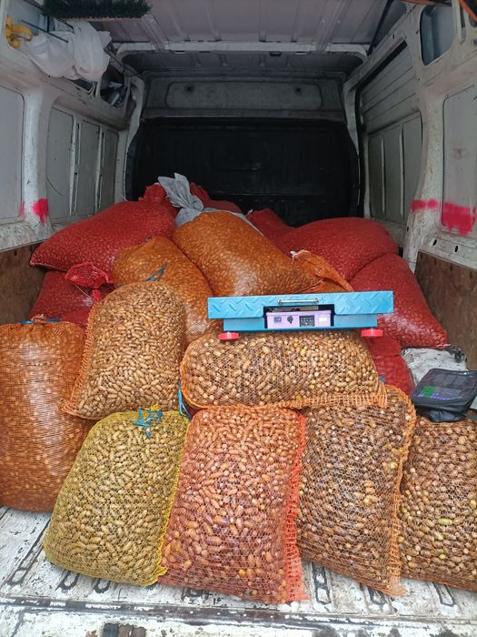 Żołędzie szypułkowe