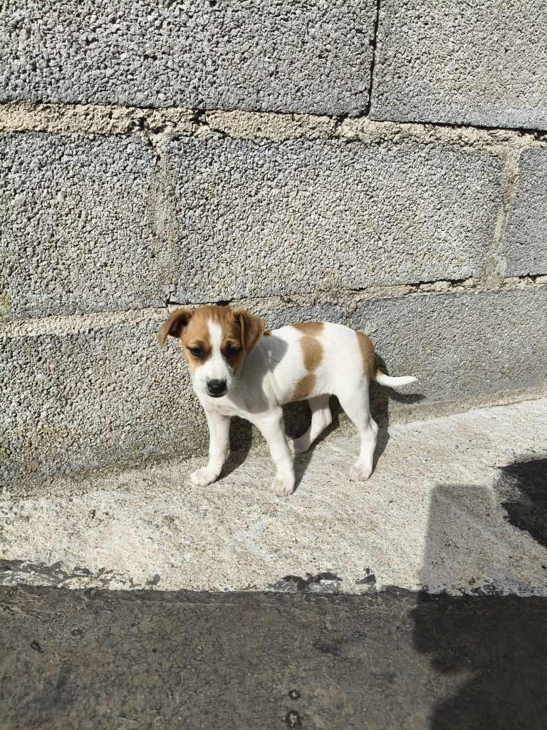 Cães para adoção responsável