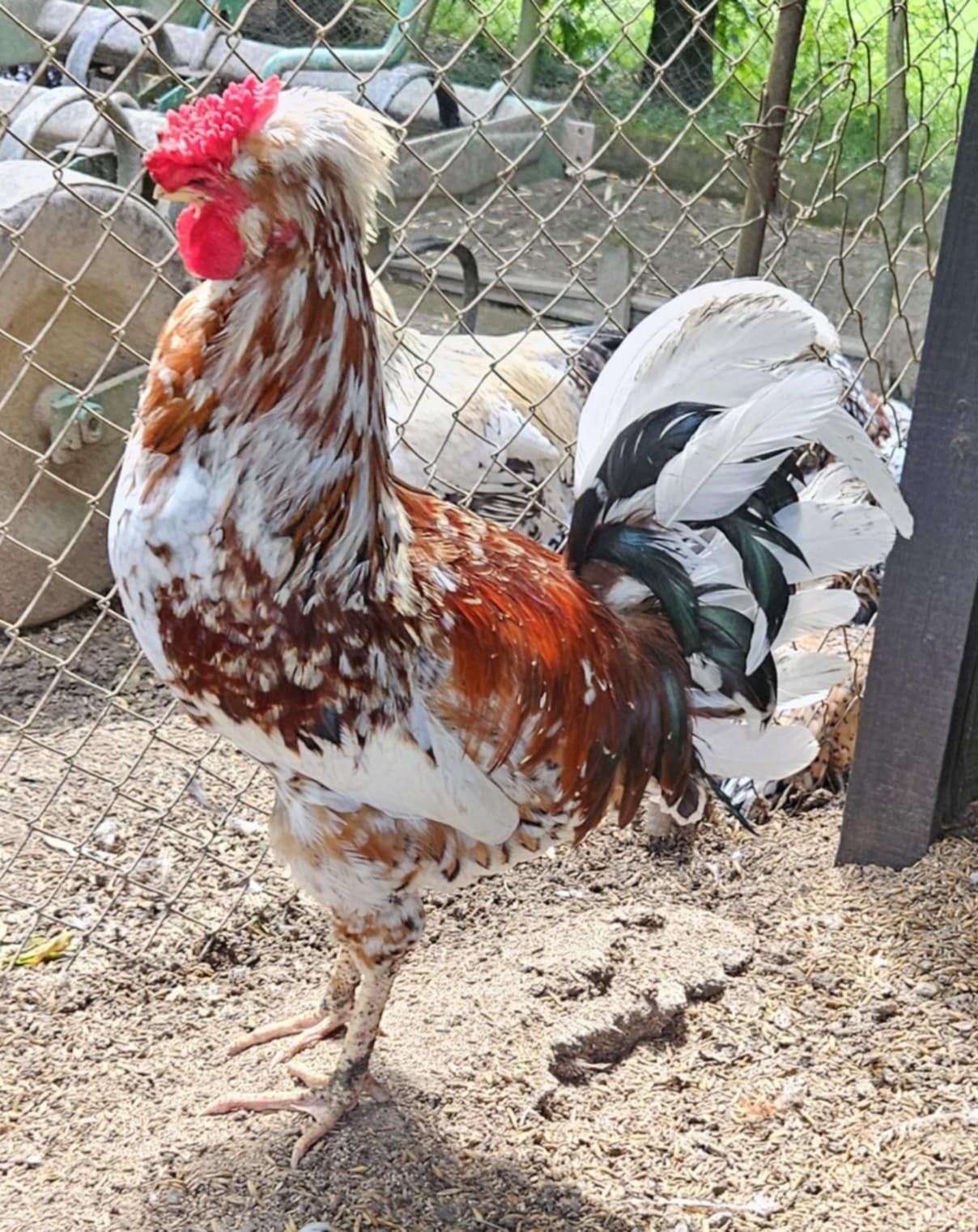 Kogut Czubatki sprzedam