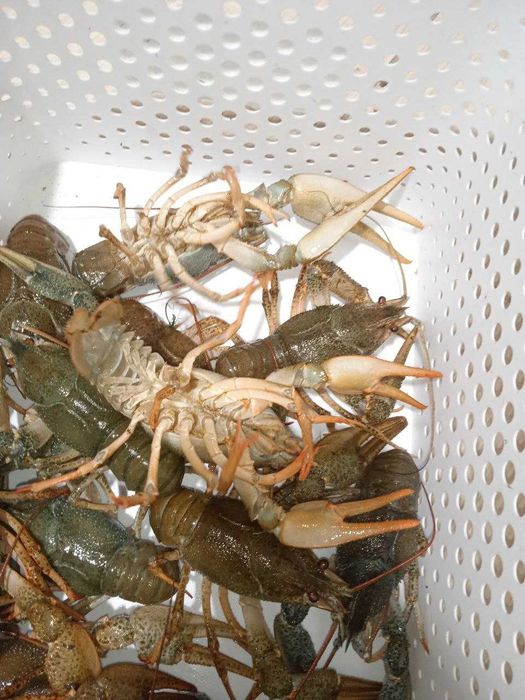 Постачаємо рака по м. Одеса - 70 г - 90 г