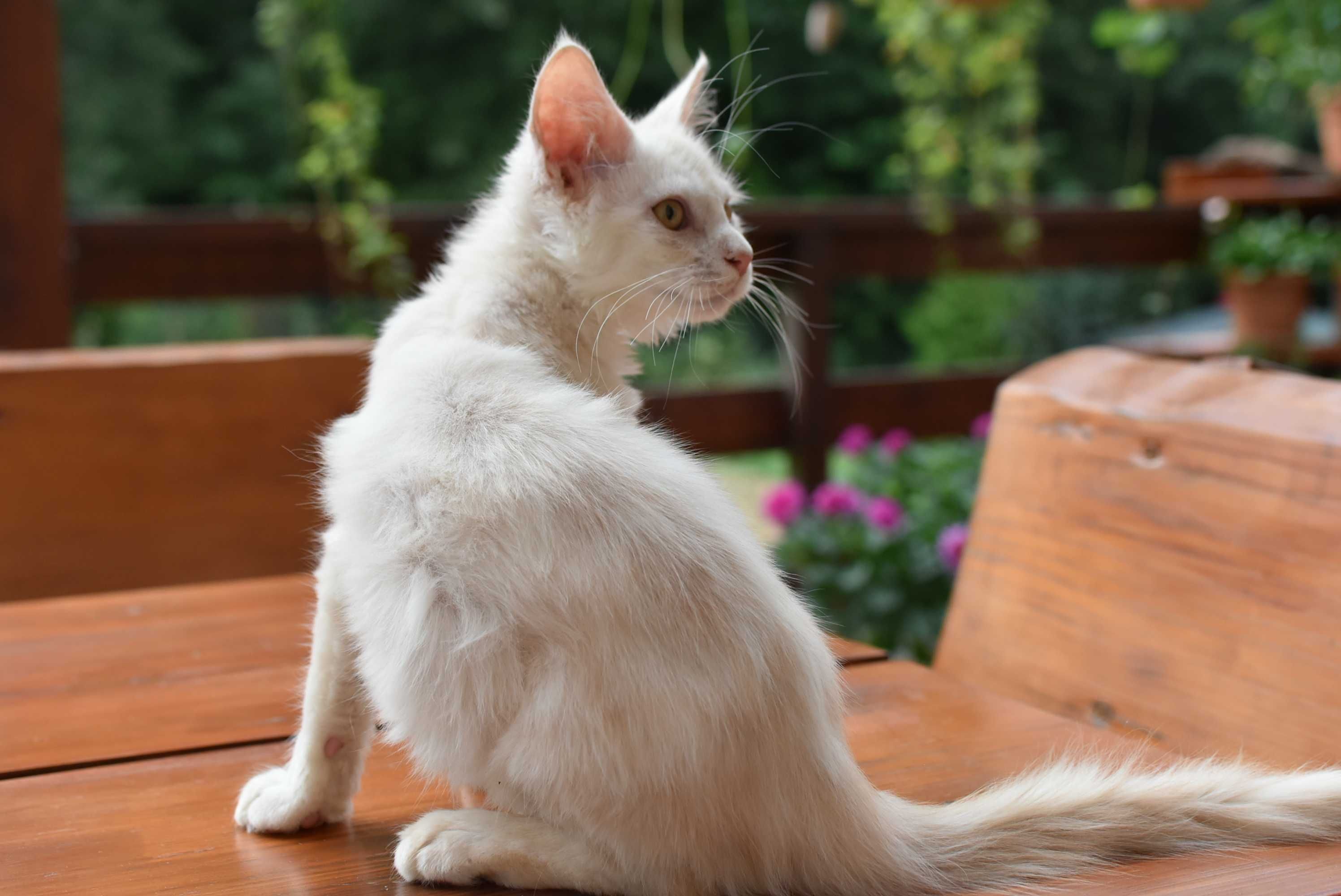 Gotowy do Odbioru/Kocurek Maine Coon ODO/Rodowód FPL