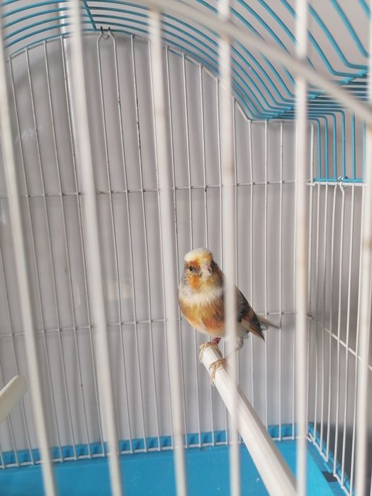 Canários Híbridos (Ler a descrição)