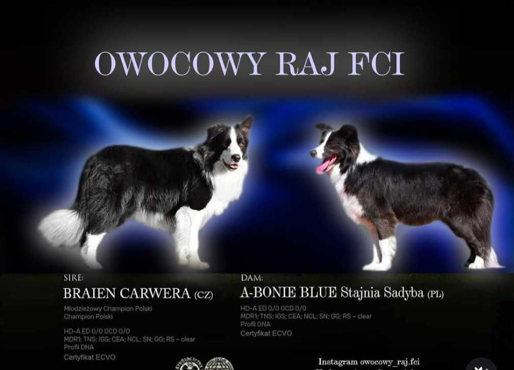 Border Collie FCI / ZKwP