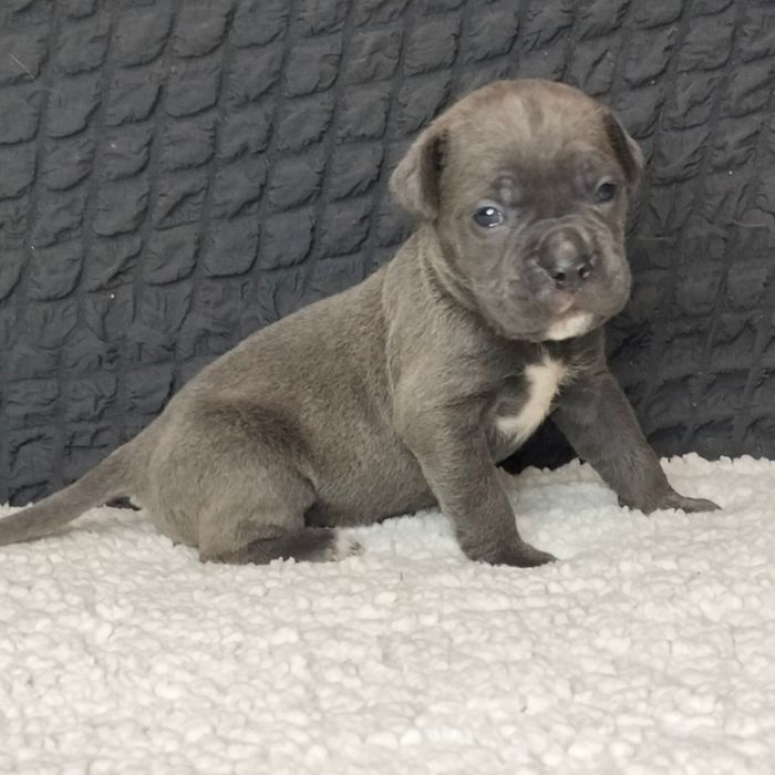 Цуценята Кане Корсо КСУ