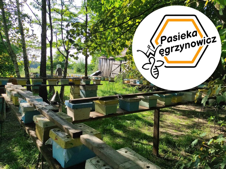 Matki pszczele naturalnie unasienione