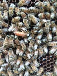 Matki pszczele unasienione Buckfast Hig+, Sklenar 2024