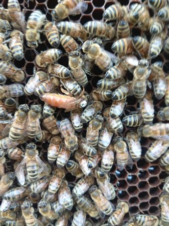Matki pszczele unasienione unasiennione Buckfast 2022 Hig+ GZ
