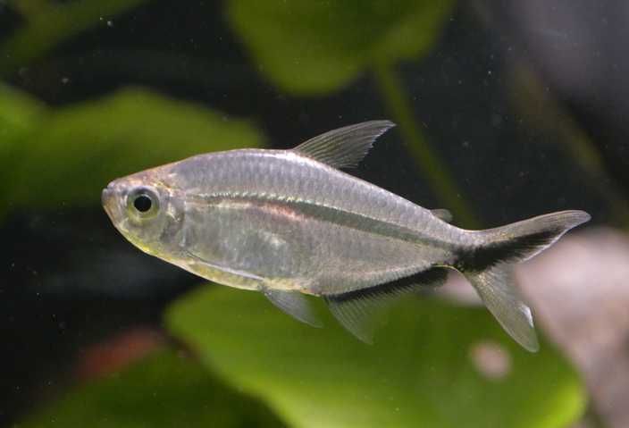 Tetra Costae bystrzyk Moenkhausia Costace - Rybki do akwarium