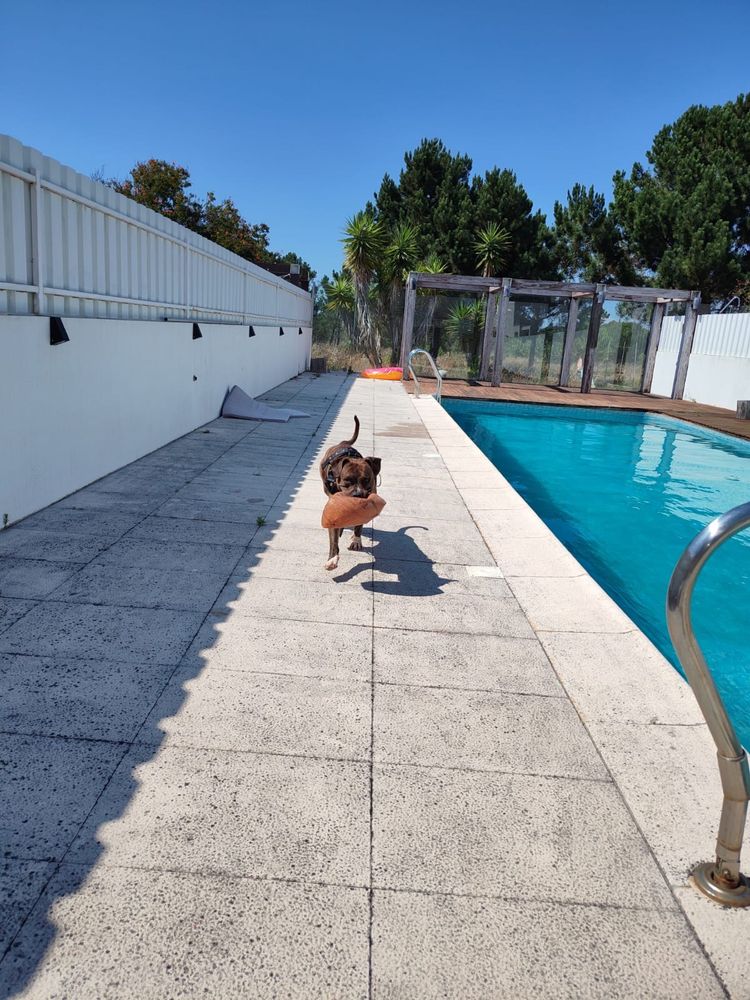 Petsitting em Lisboa / Fico com o seu patudo nas férias