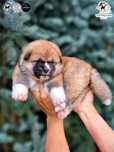 Akita Inu (japońska), ZKwP / FCI & AKIHO - czerwona suczka LC