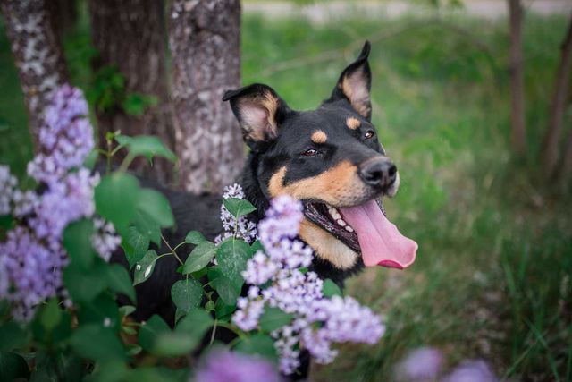 Duża, do adopcji. Tylko do kochającego domu.