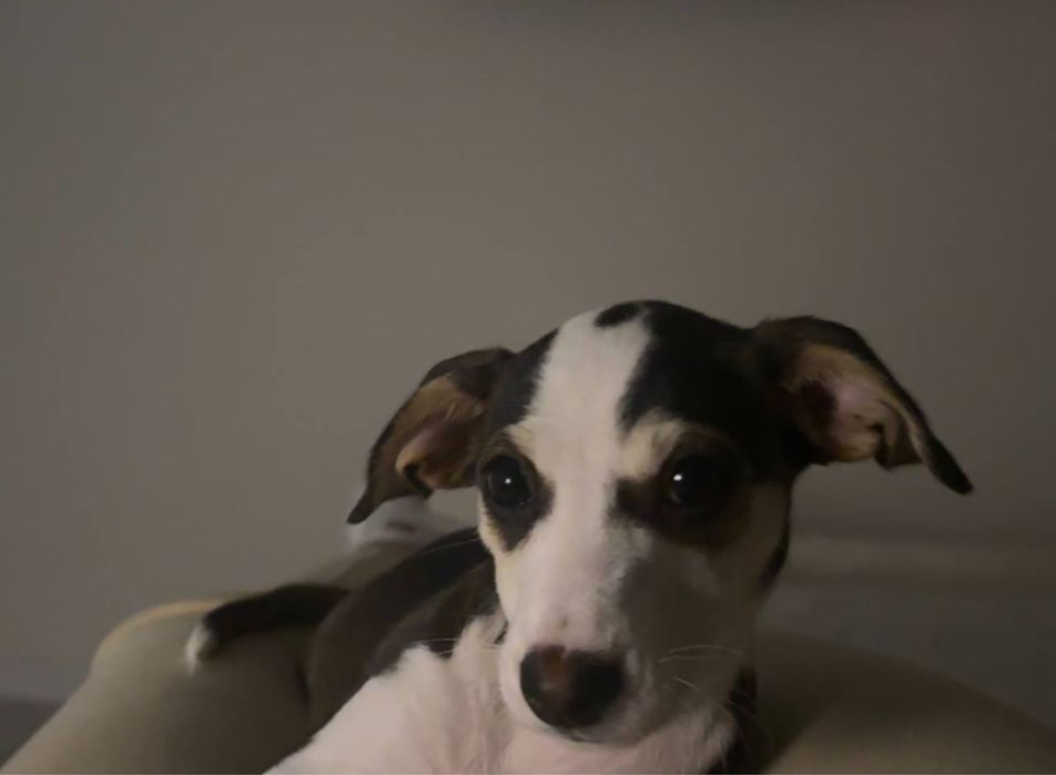 Цуценя Джек Рассел