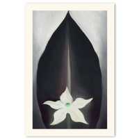 GEORGIA O'KEEFFE plakat biały kwiat 61x91 cm