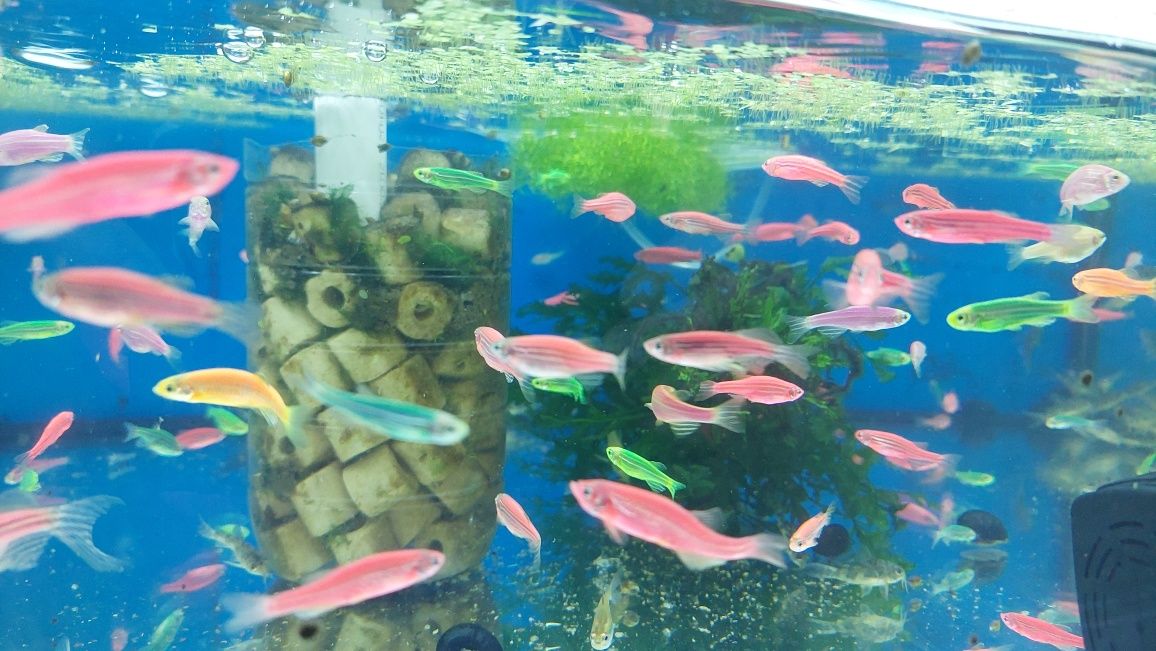 Danio kolor (Danio rerio) różne odmiany barwne WYSYŁKA AKWAWIN