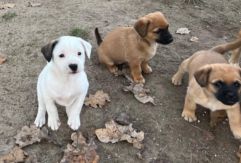 Śliczne małe pieski do oddania