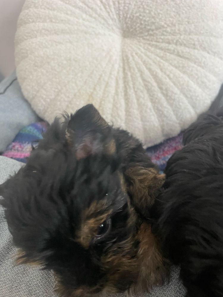 Yorkshire Terrier  chlopczyk