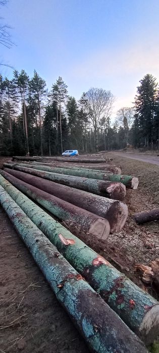 Wycinka drzew, pielęgnacja lasów.