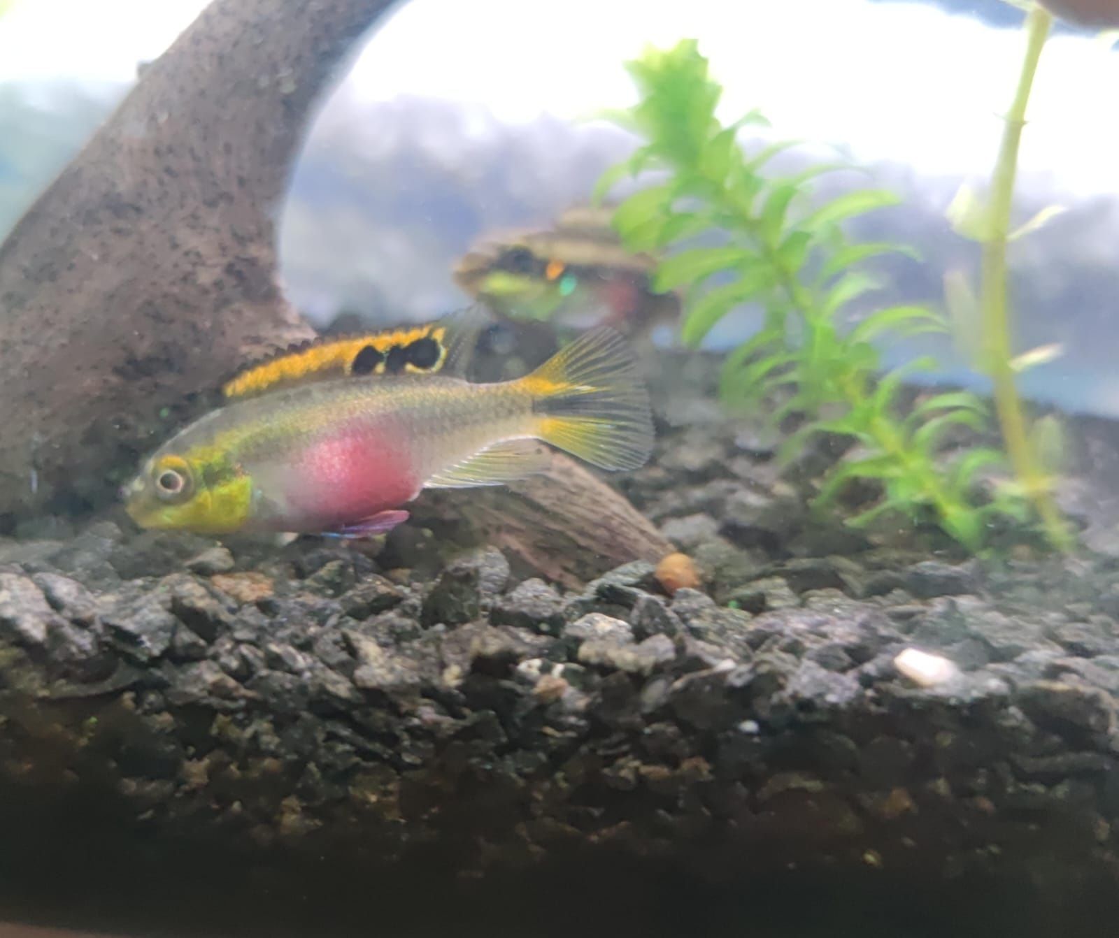 Peixes Kribensis fêmeas