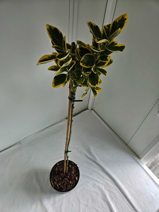 Trzmielina Fortunea 140cm – ozdobna forma szczepiona na pniu C5