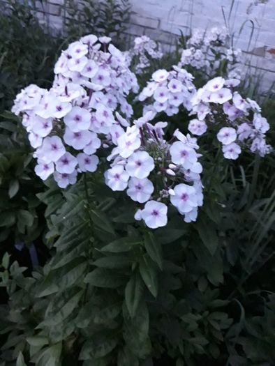 флоксы многолетник