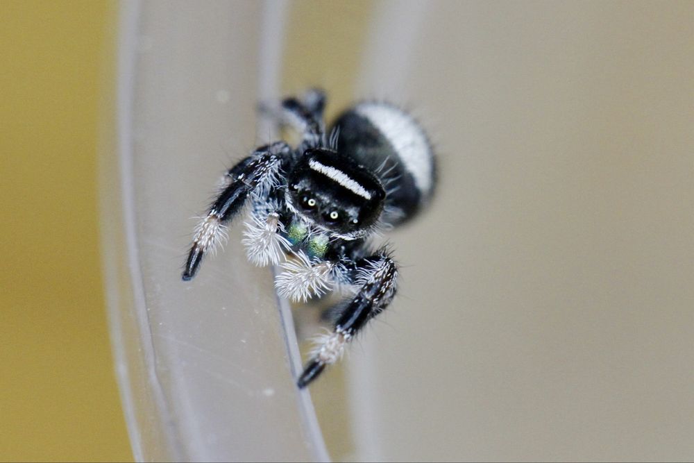 Skakuny Królewskie L7, phidippus regius wysyłka