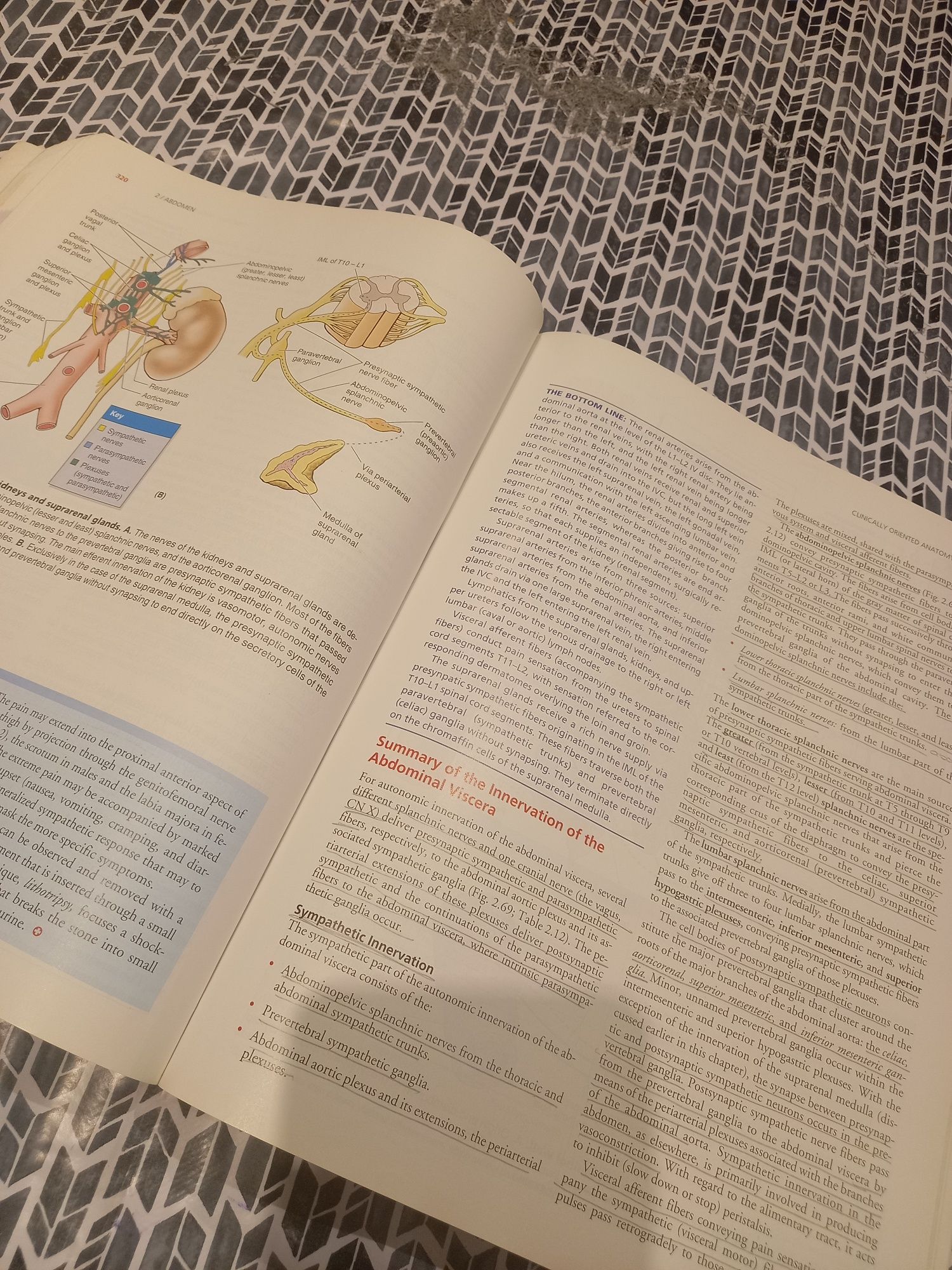 Clinically oriented anatomy 5ª edição Moore