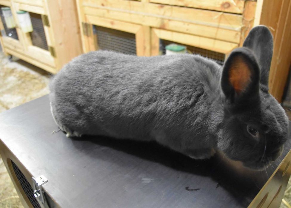 Królik wiedeński niebieski