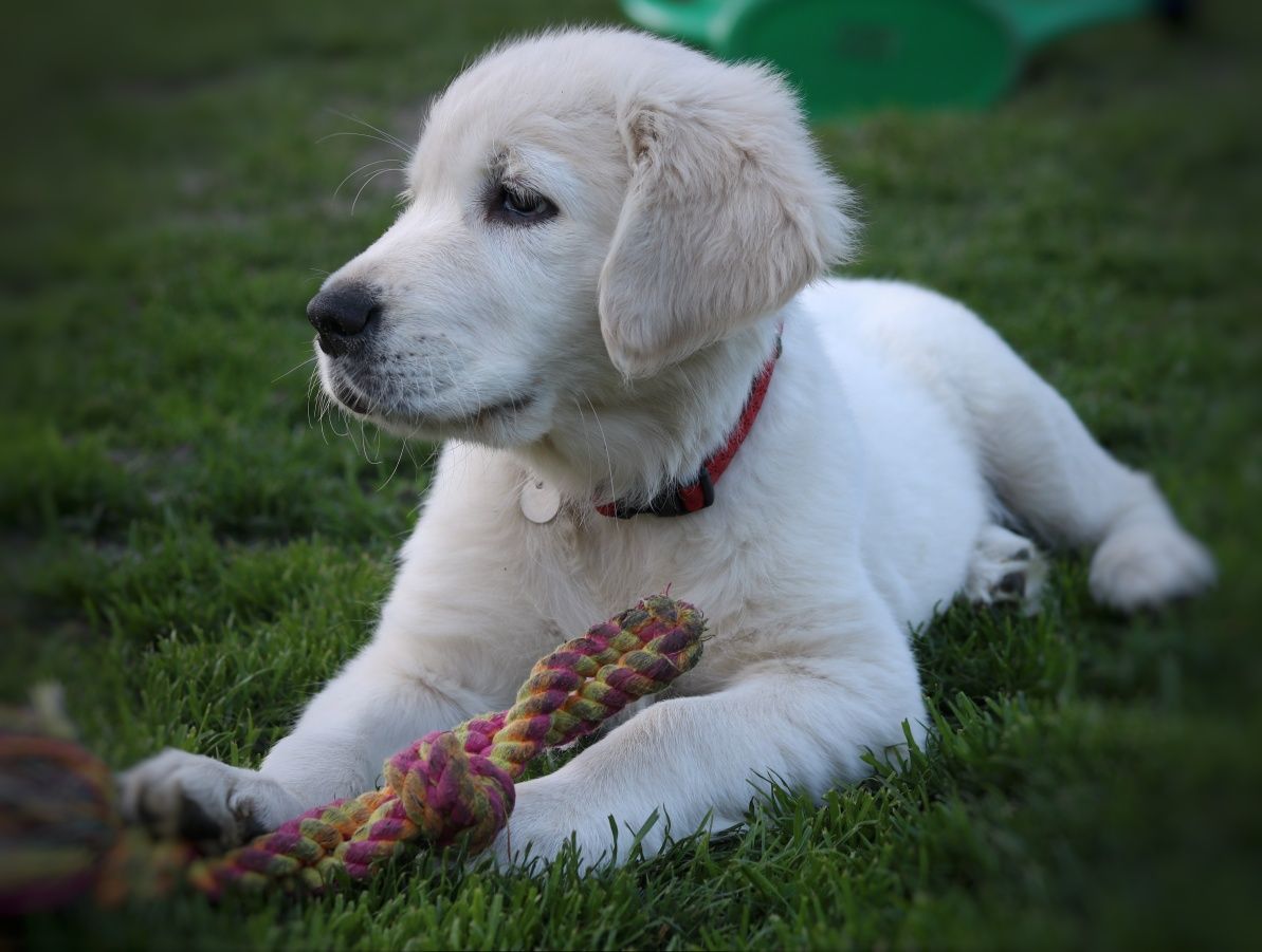 Golden Retriever SUCZKA ZKwP/FCI