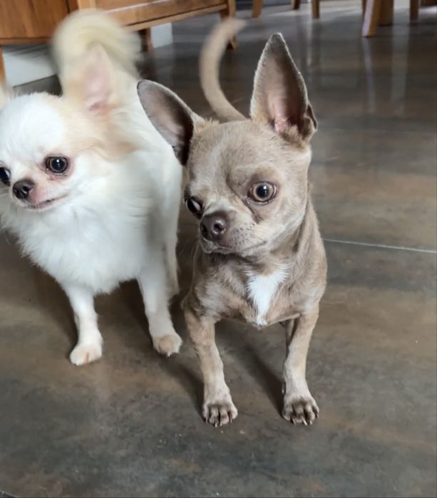 Liliowy roczny pies chihuahua 2kg