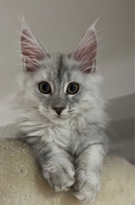 Kotka Maine coon ns 11