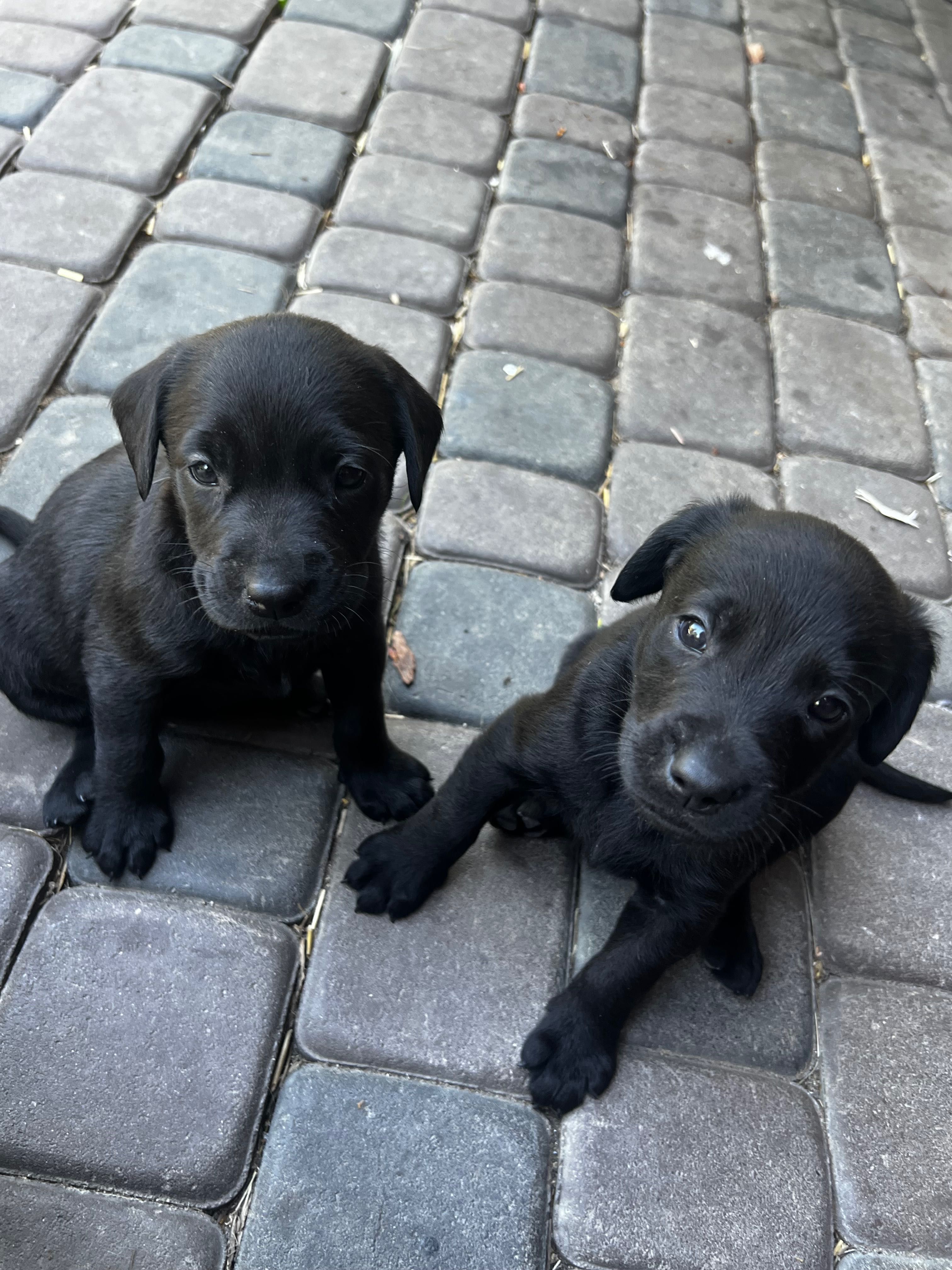 Labrador oddam w dobre ręce