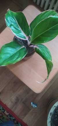 Комнатное растение аглаонема