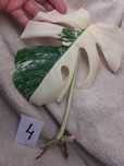 BIAŁA Monstera Variegata - pędówka cięta