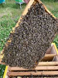 Продам бджолопакети з 4 рамок