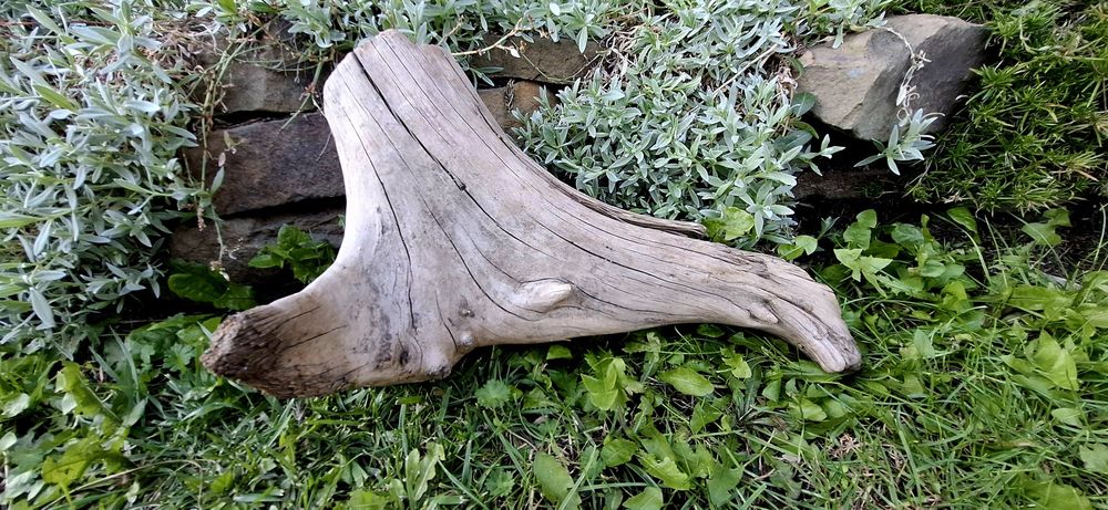 Piękny korzeń do akwarium terrarium