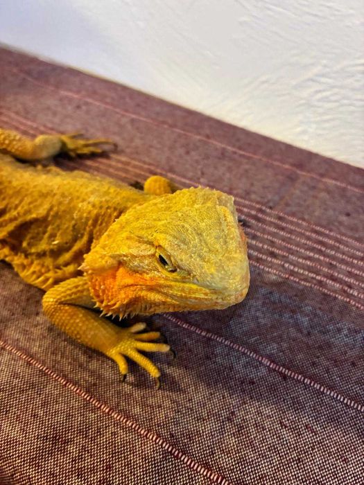 sprzedam agamy brodate