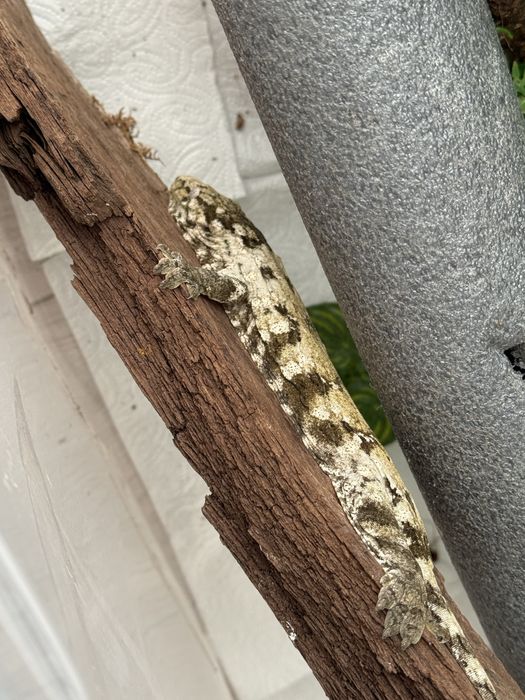 Gekon Nowa Kaledonia